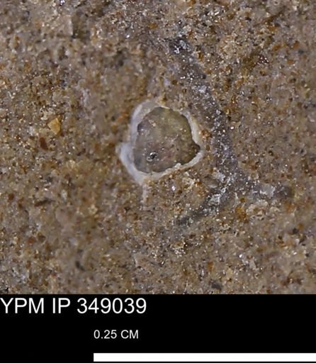 undet. Mollusca