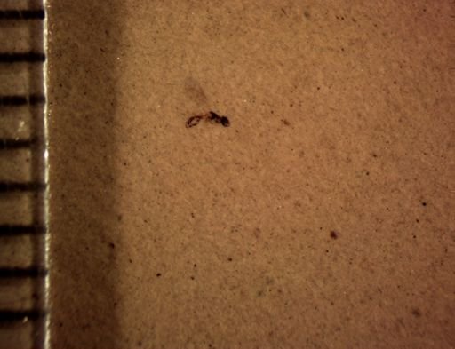 undet. Hymenoptera