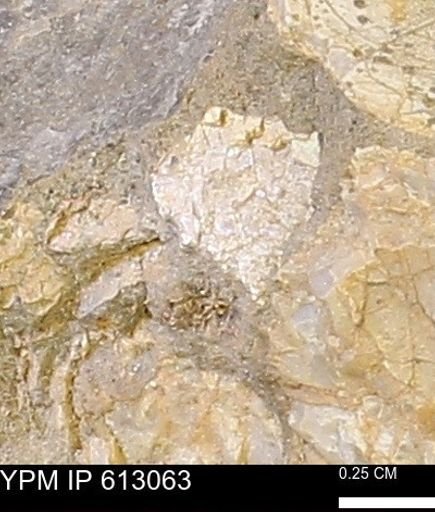 undet. Mollusca