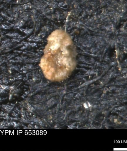 Haplophragmoides uniorbis