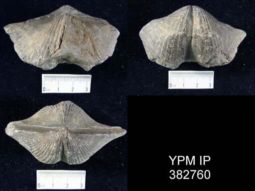 Spirifer granulifera