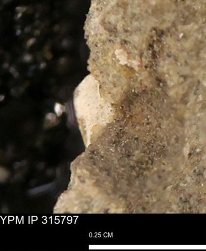 undet. Mollusca