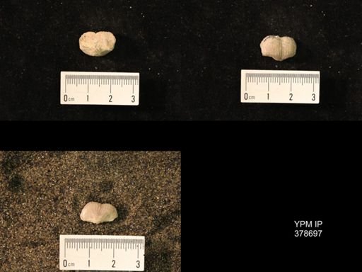 Marginifera wabashensis