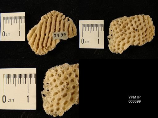 Ventriculites