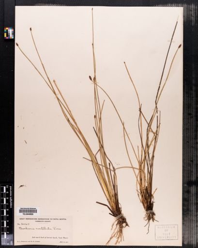 Eleocharis rostellata