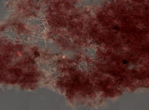 Haliclona sp.