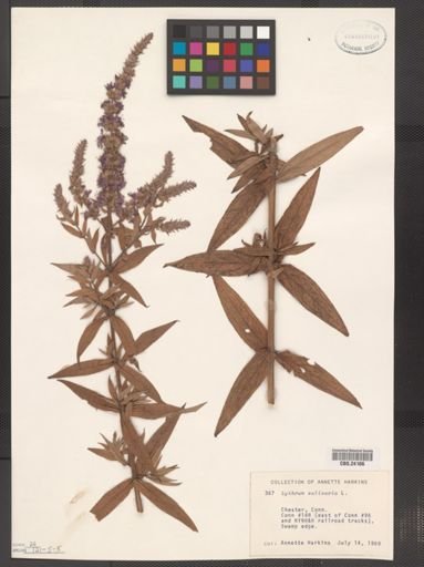 Lythrum salicaria