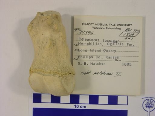 Teleoceras fossiger