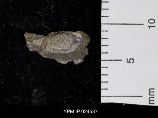 Yoldia lacrima