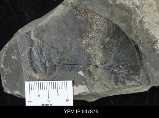 Eurypterus pittsfordensis?