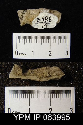 Leptaena tennesseensis