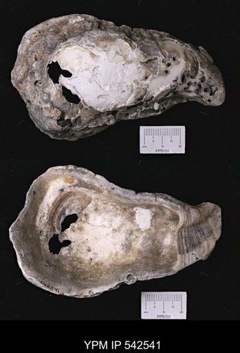 Crassostrea sp.