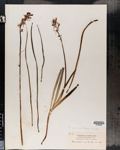 Camassia esculenta