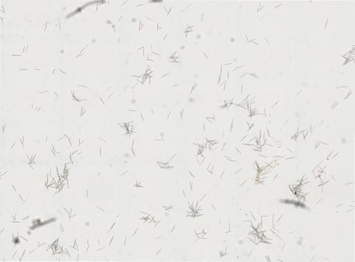 Haliclona oculata