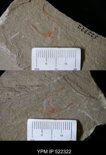 undet. Cornuta