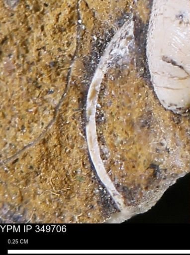 undet. Mollusca