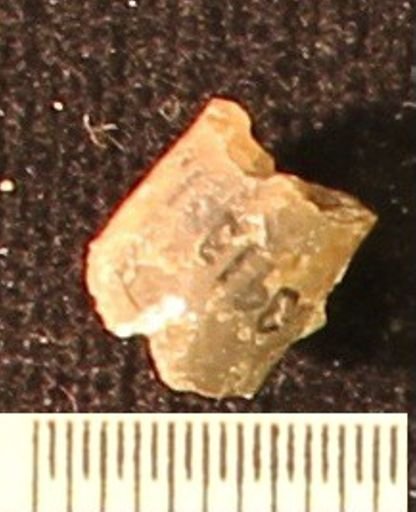 Baculites