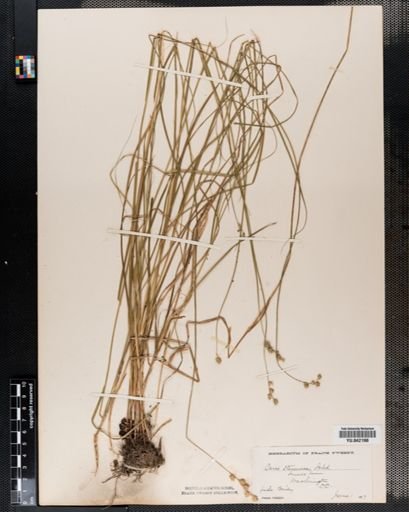 Carex tenera