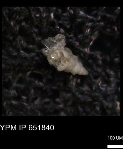 undet. Heterohelicidae