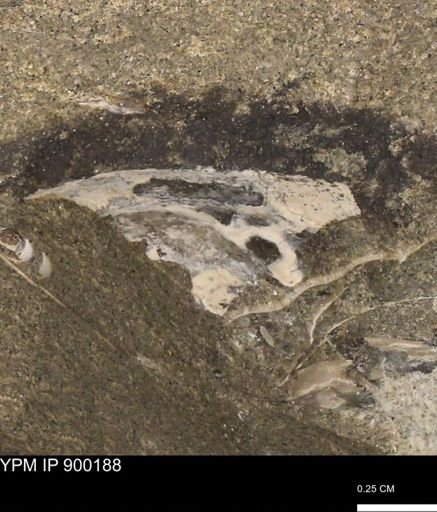 undet. Mollusca
