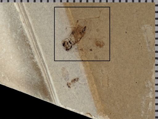 undet. Blattodea
