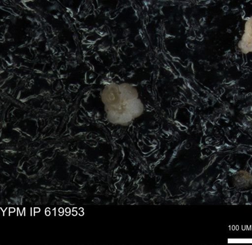 undet. Rugoglobigerinidae