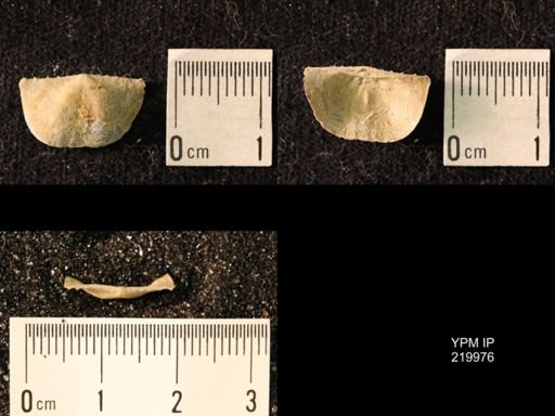 Chonetes sp.