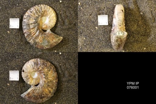 Hoploscaphites comprimus