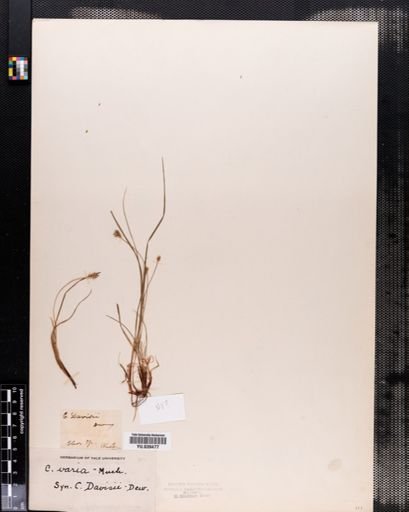 Carex emmonsii