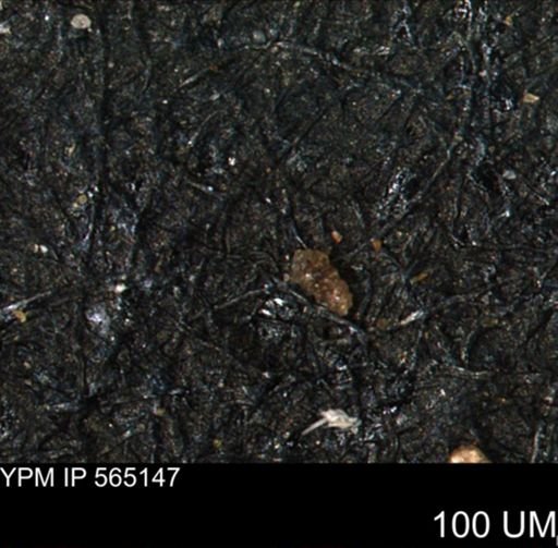 Verneuilinoides kansasensis
