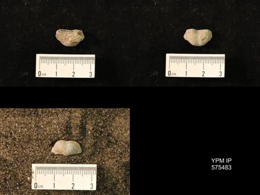 Marginifera sp.