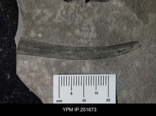 Eurypterus sp.