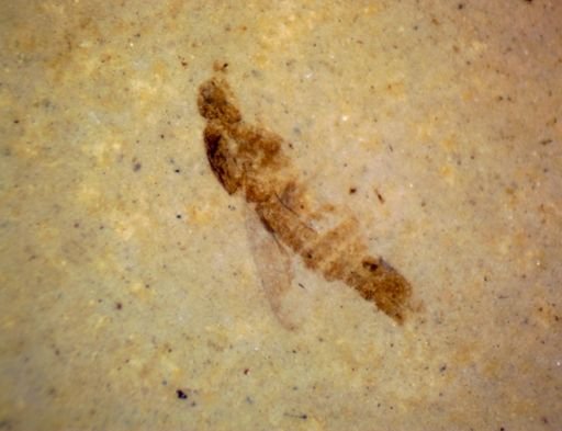 undet. Insecta
