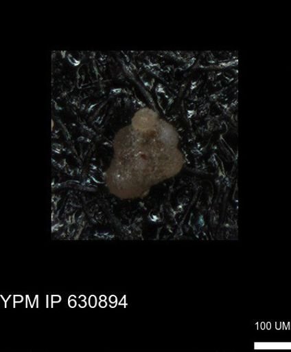 undet. Globigerinina