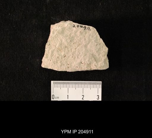 undet. Hexapoda