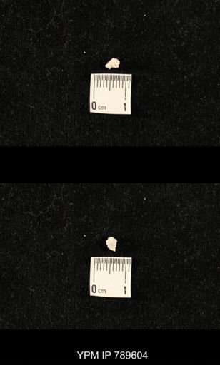 undet. Bryozoa