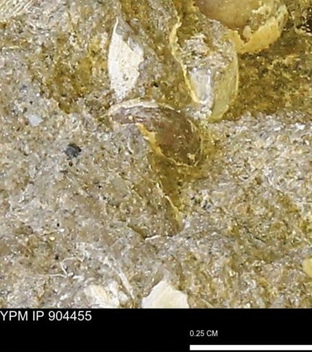 undet. Mollusca