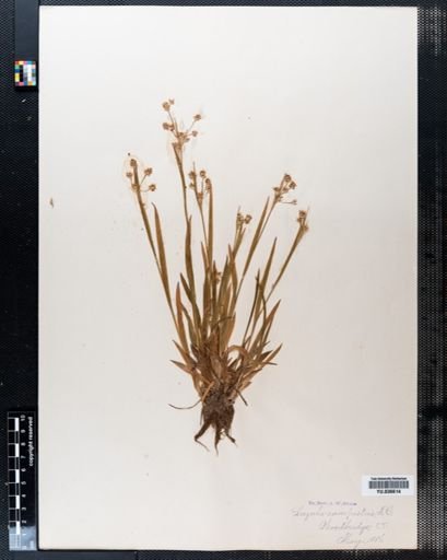 Luzula campestris