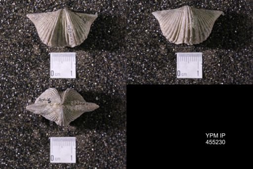 Platystrophia acutilirata