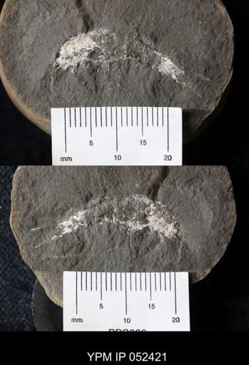 Acanthotelson stimpsoni