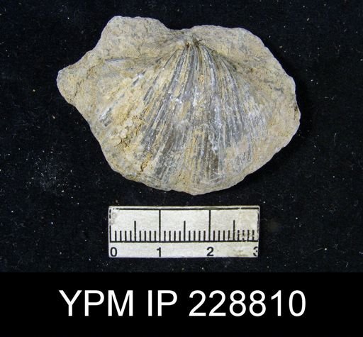 Neospirifer sp.