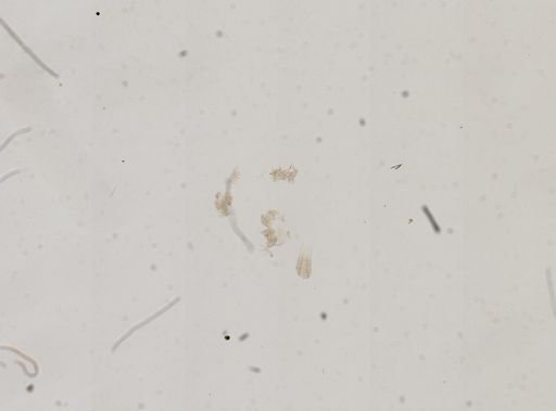 Amnicola lustrica