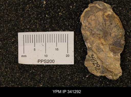 Scaphites sp.