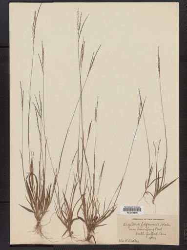 Digitaria filiformis