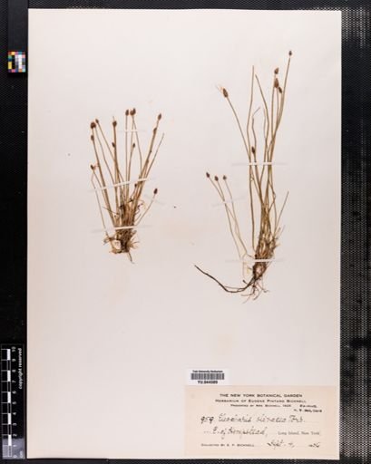 Eleocharis olivacea