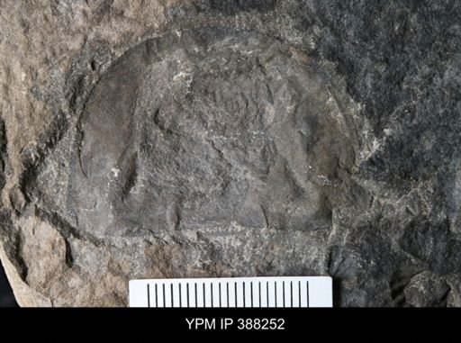 Erieopterus microphthalmus