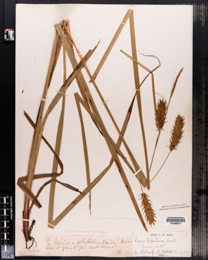 Carex lupulina