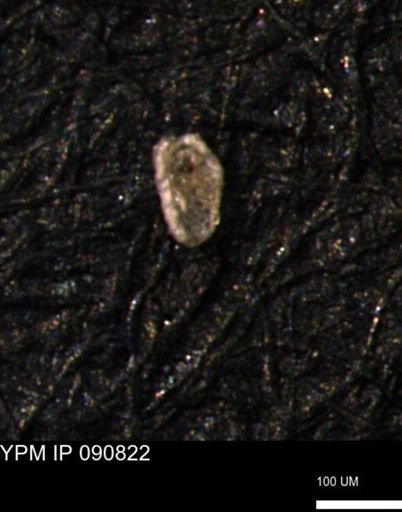 Spirolocammina planula