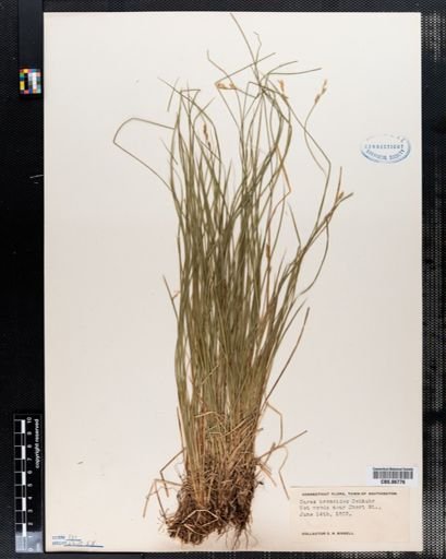 Carex bromoides