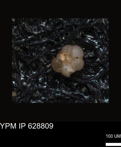 undet. Foraminiferida